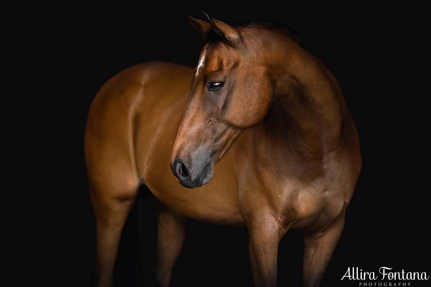 Ollie and Treasure's black background session 