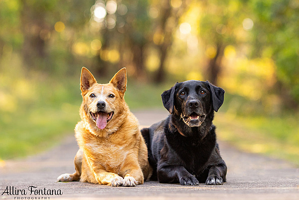 Custard and Hunter's photo session at George Caley Reserve