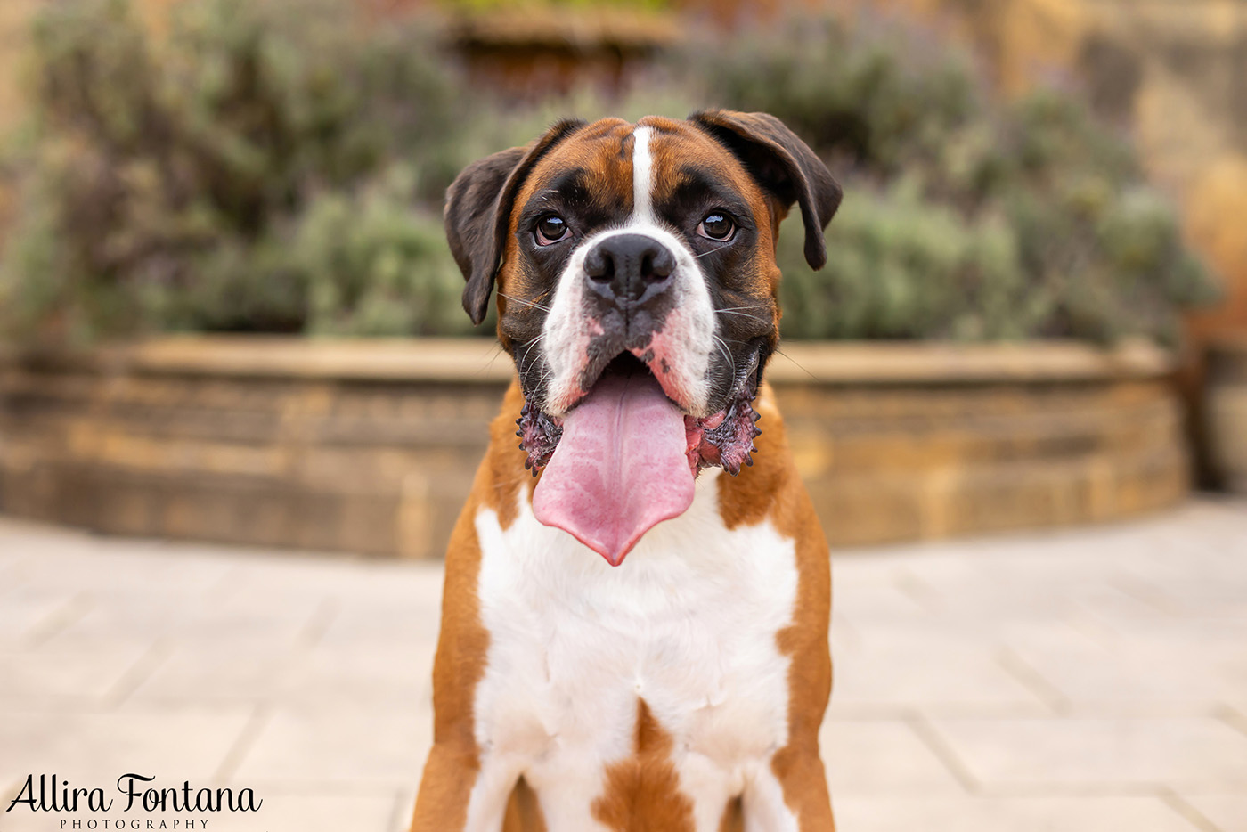 Gus and Benny's photo session at Fagan Park