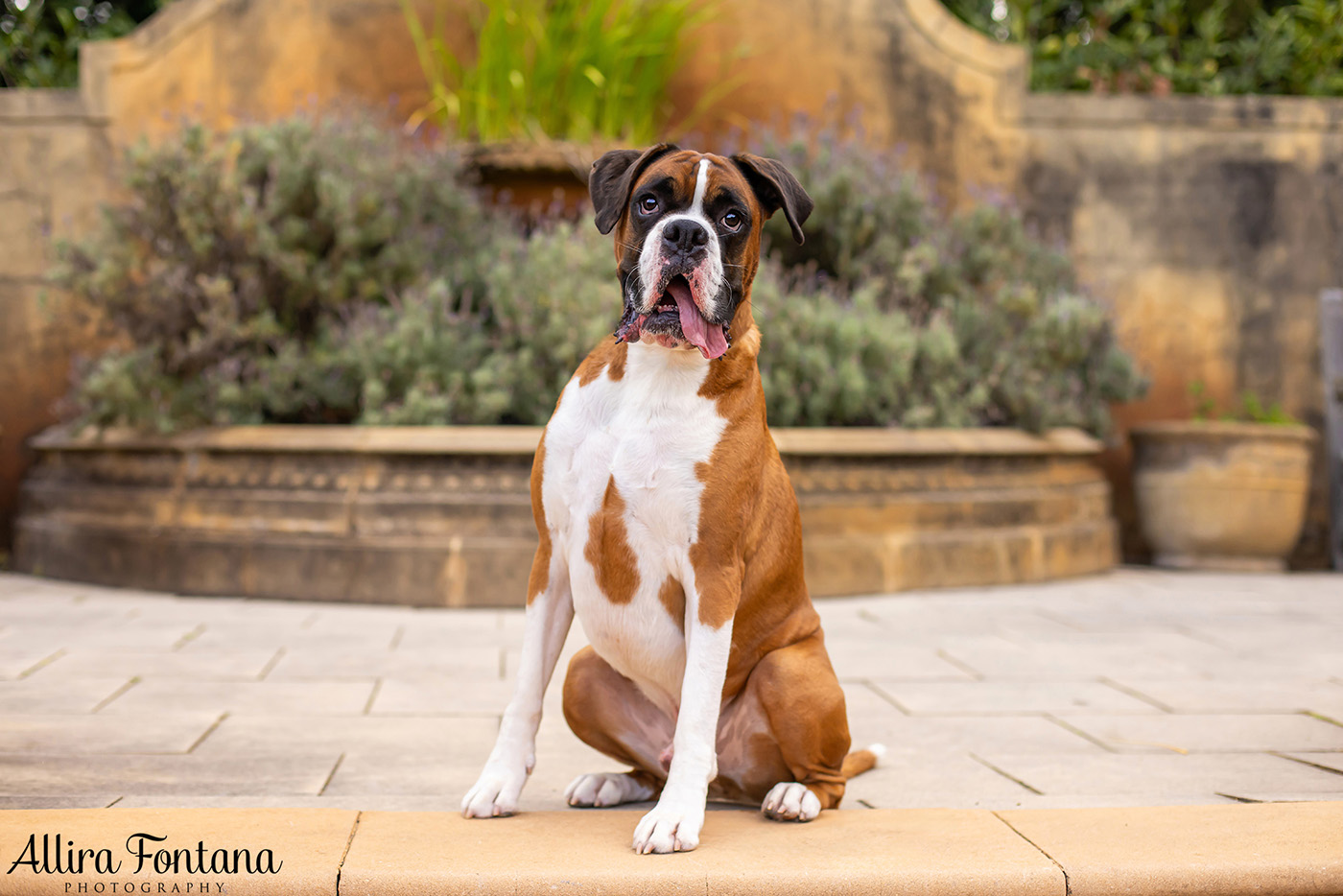 Gus and Benny's photo session at Fagan Park