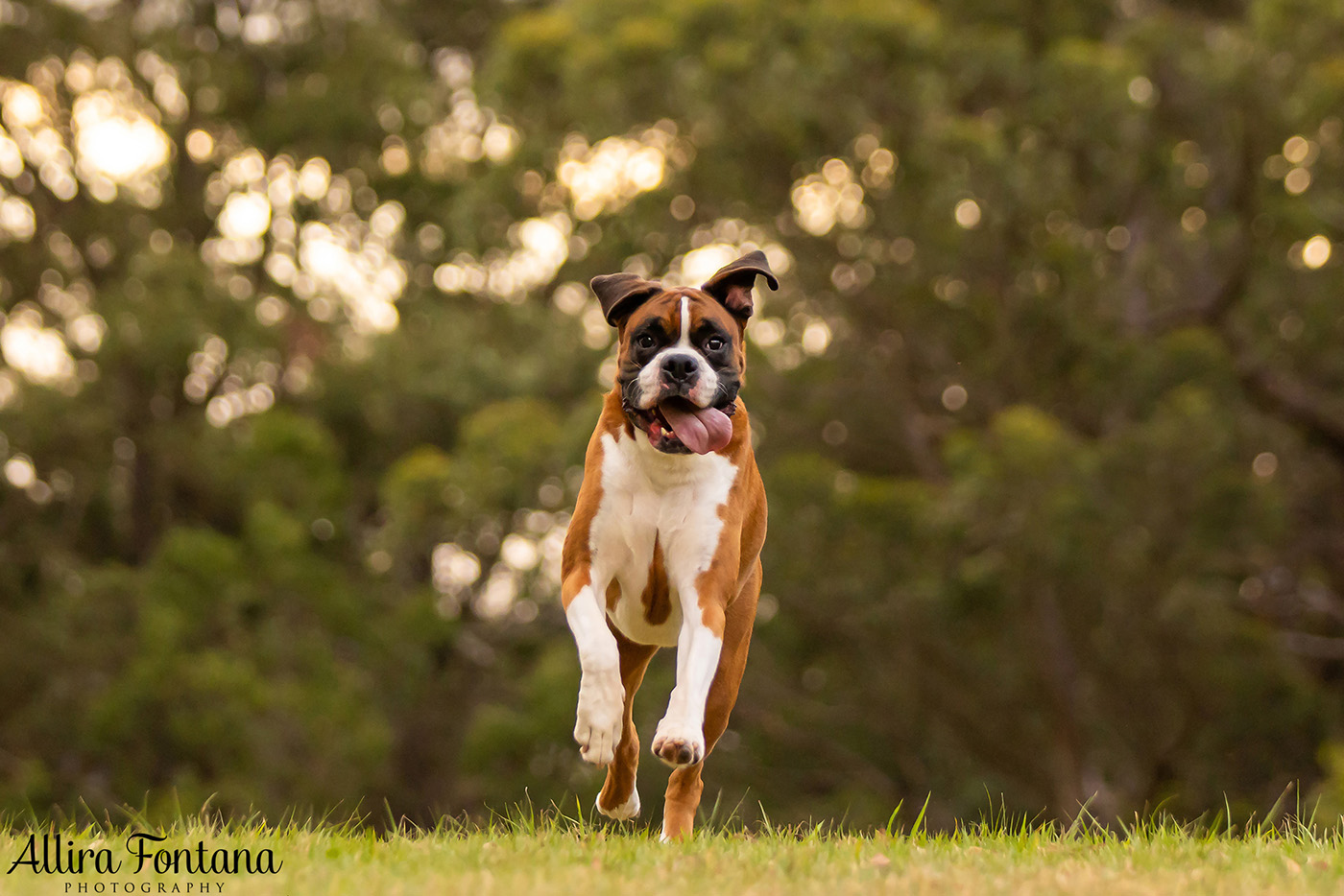 Gus and Benny's photo session at Fagan Park
