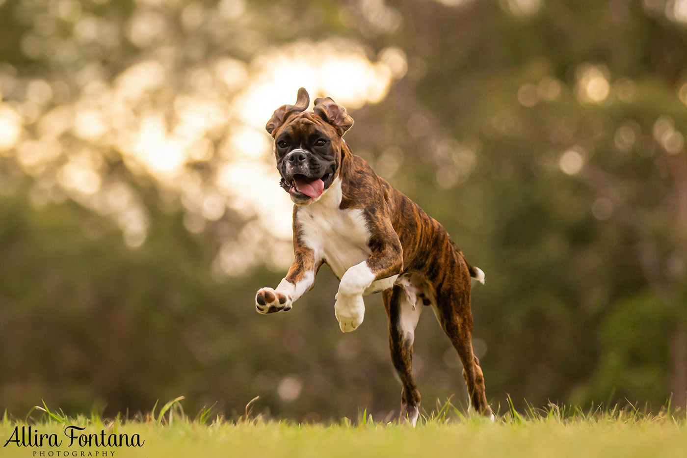 Gus and Benny's photo session at Fagan Park