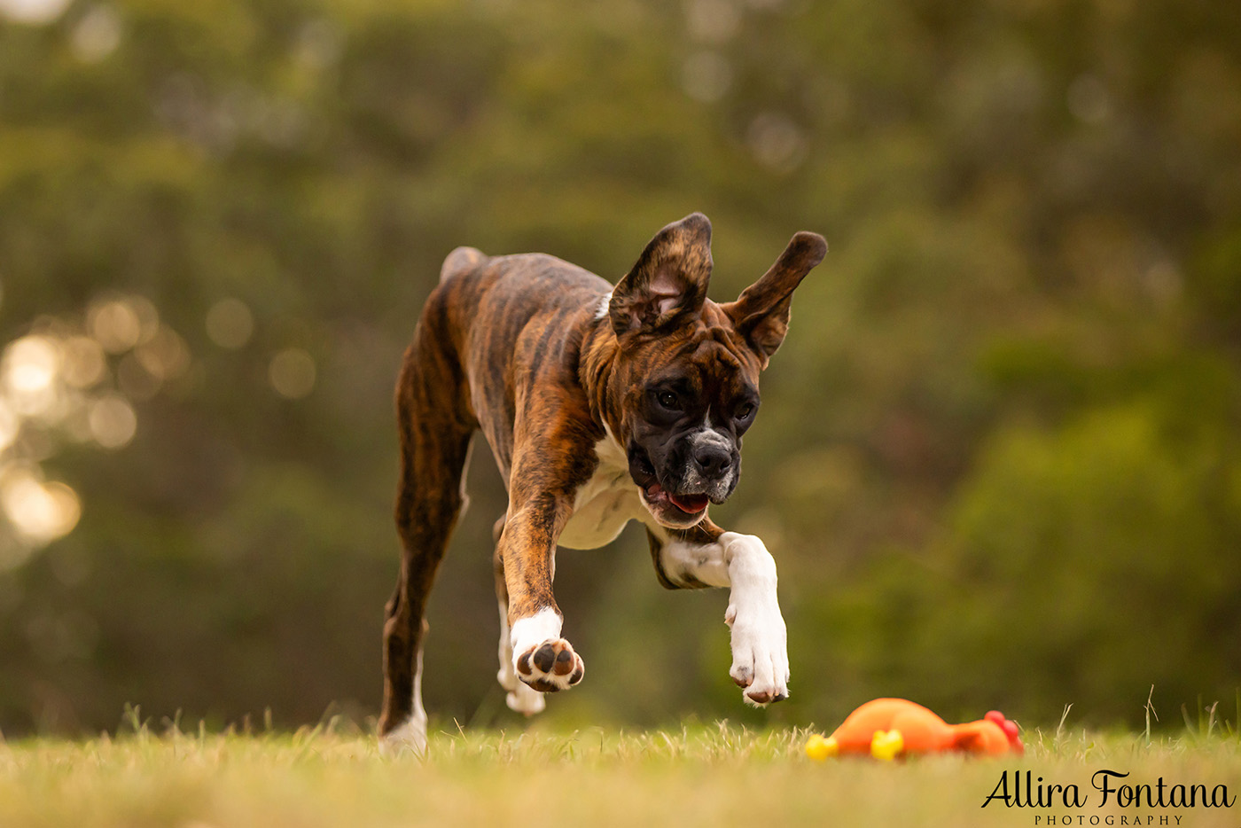 Gus and Benny's photo session at Fagan Park
