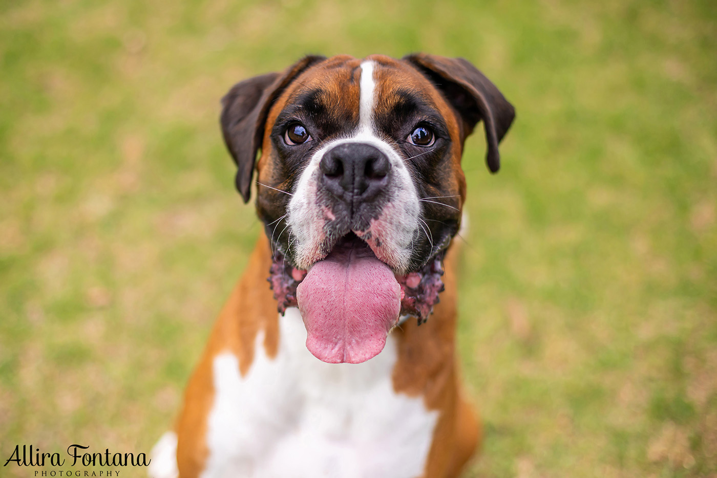 Gus and Benny's photo session at Fagan Park