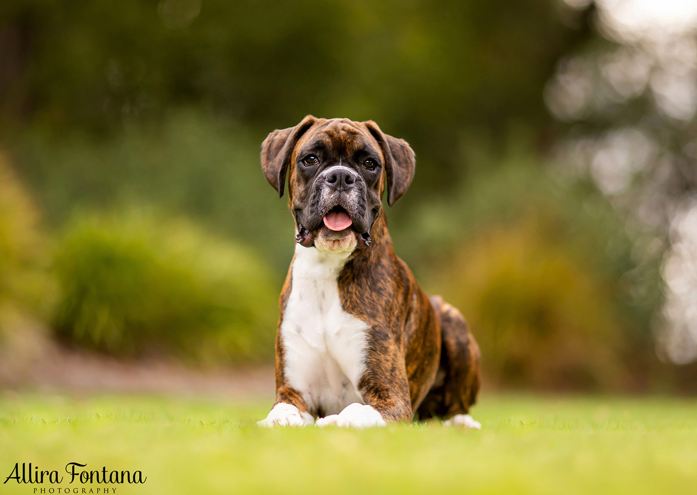 Gus and Benny's photo session at Fagan Park