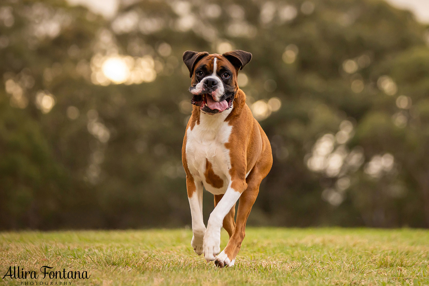 Gus and Benny's photo session at Fagan Park