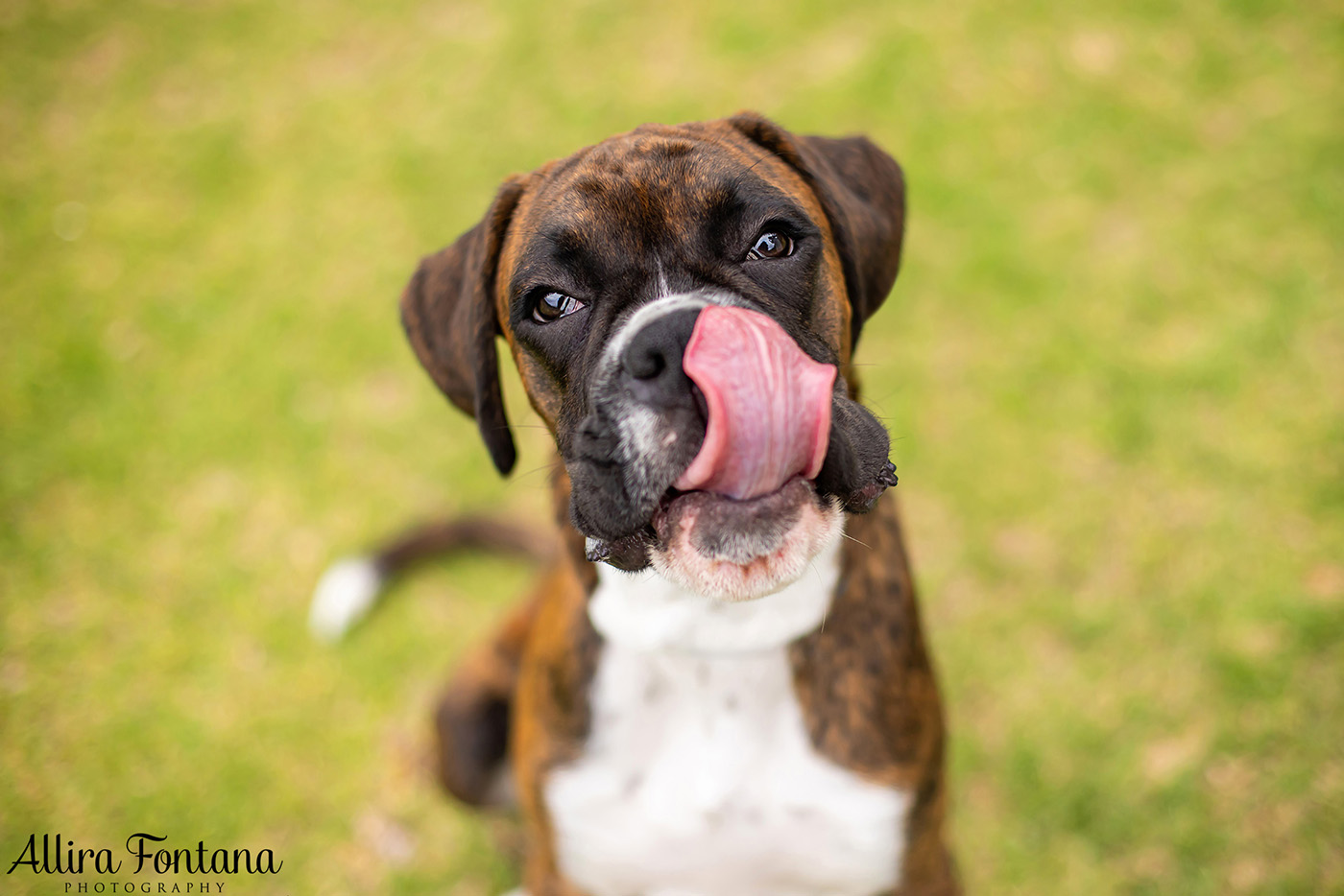 Gus and Benny's photo session at Fagan Park