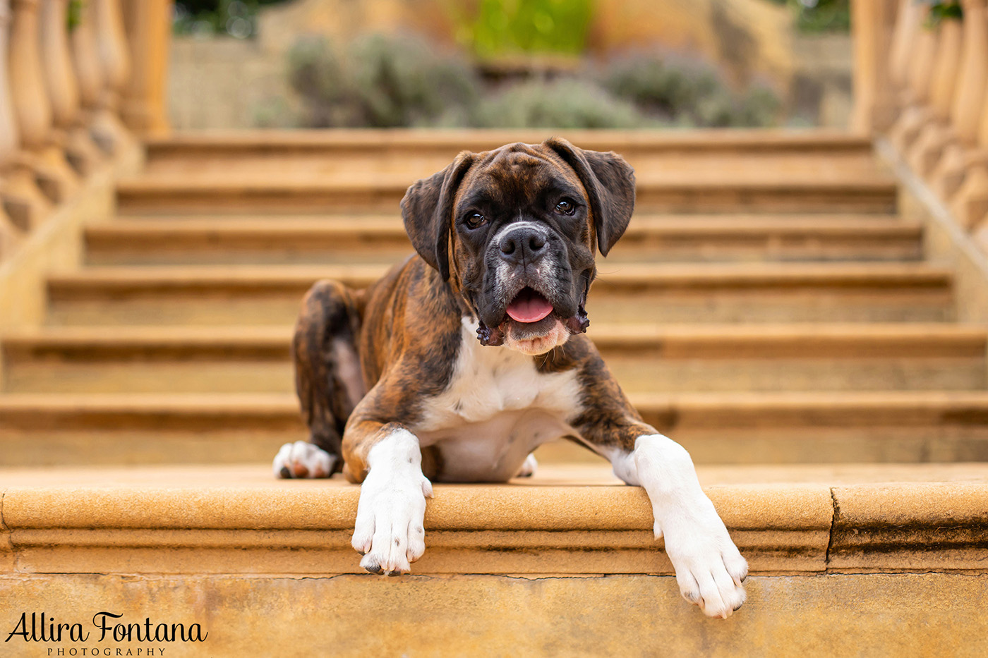 Gus and Benny's photo session at Fagan Park