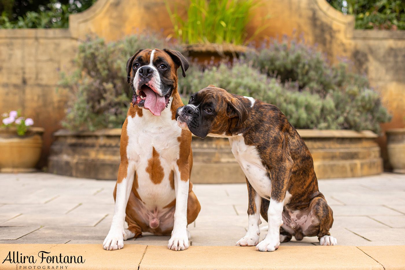 Gus and Benny's photo session at Fagan Park