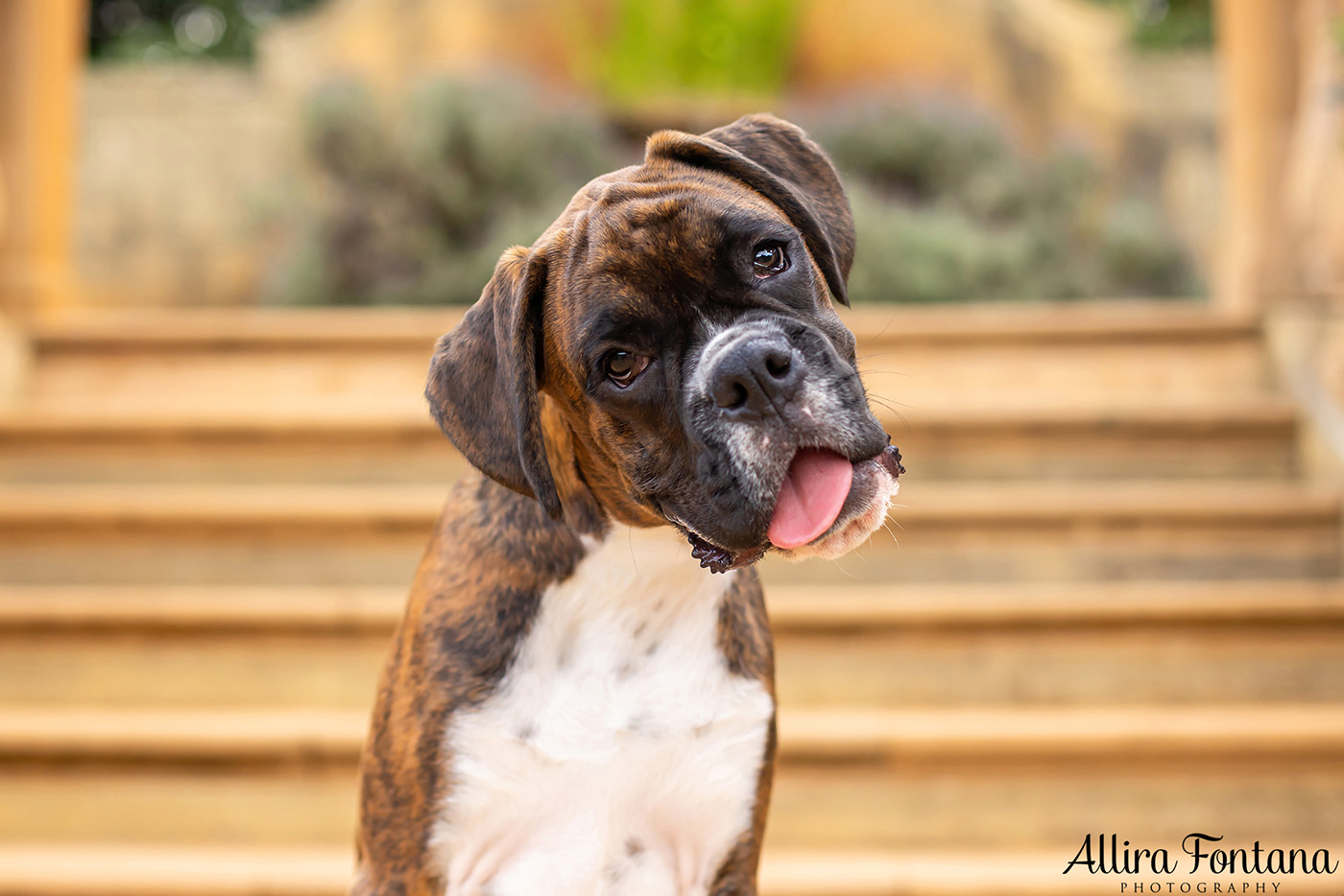 Gus and Benny's photo session at Fagan Park