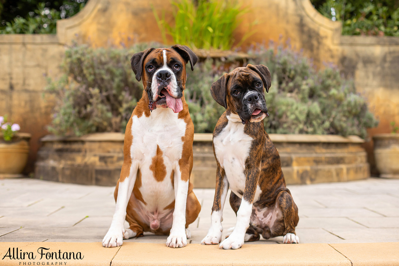 Gus and Benny's photo session at Fagan Park