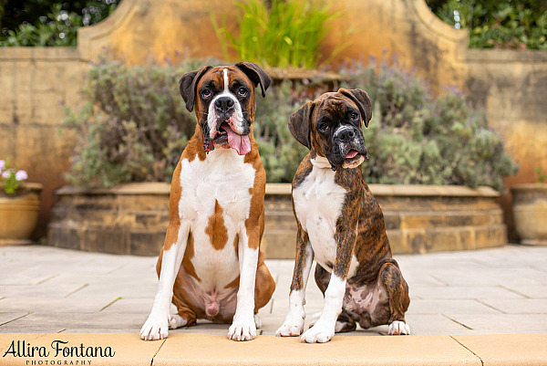 Gus and Benny's photo session at Fagan Park