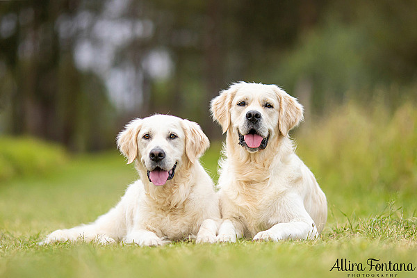 Juno and Ember's photo session at Rouse Hill Regional Park
