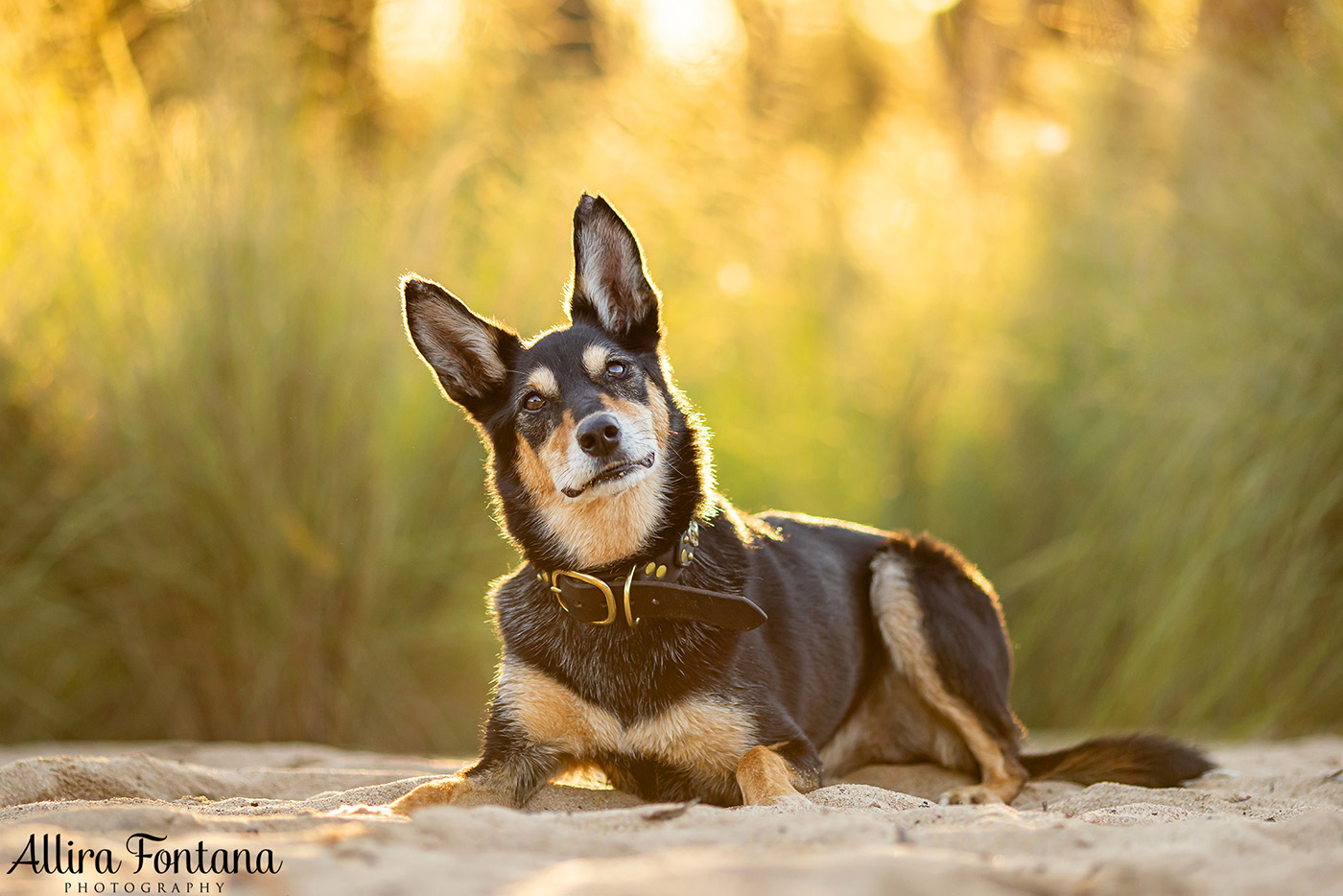 Sonic, Blondie and Sandy's photo session from Macquarie Park