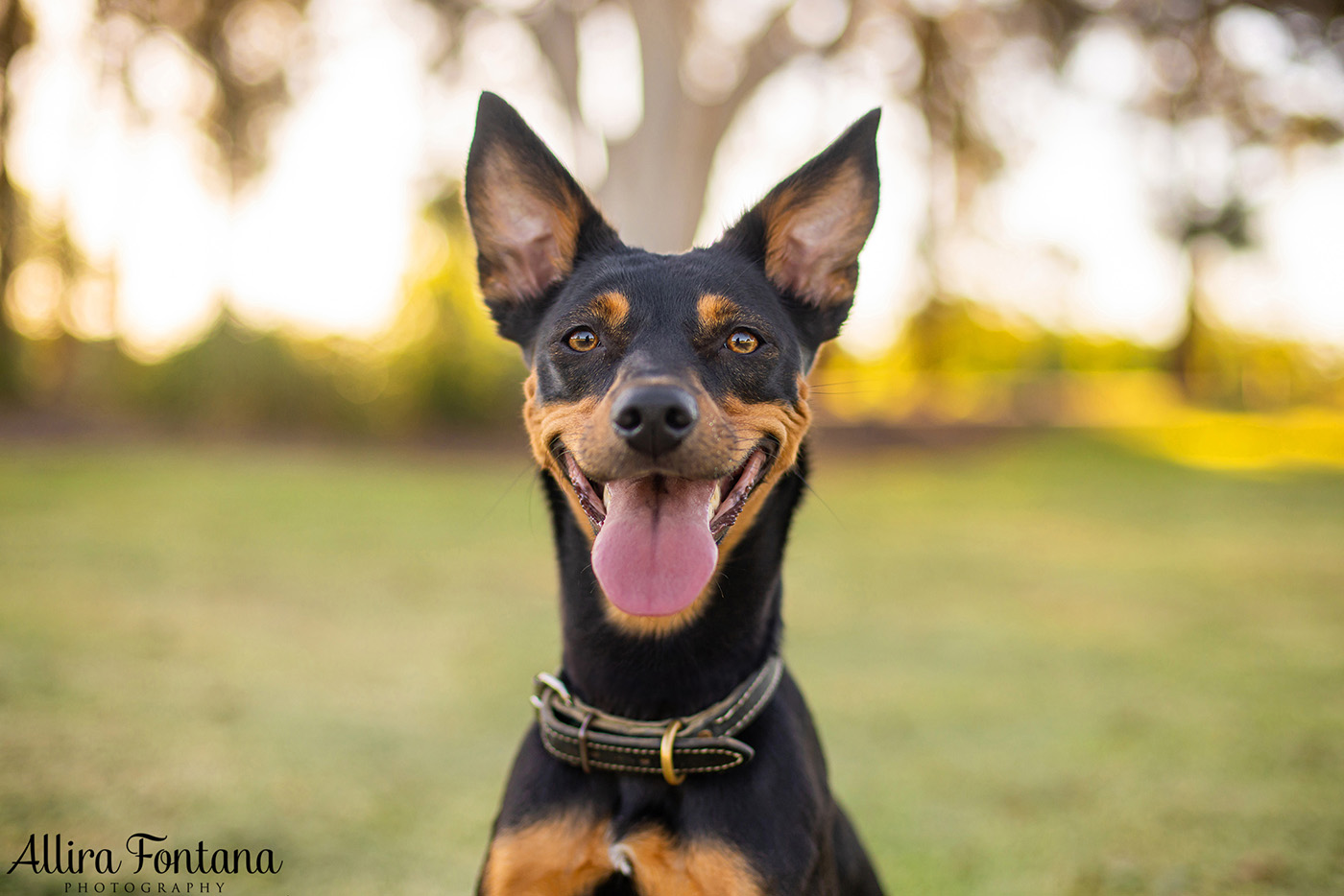 Sonic, Blondie and Sandy's photo session from Macquarie Park