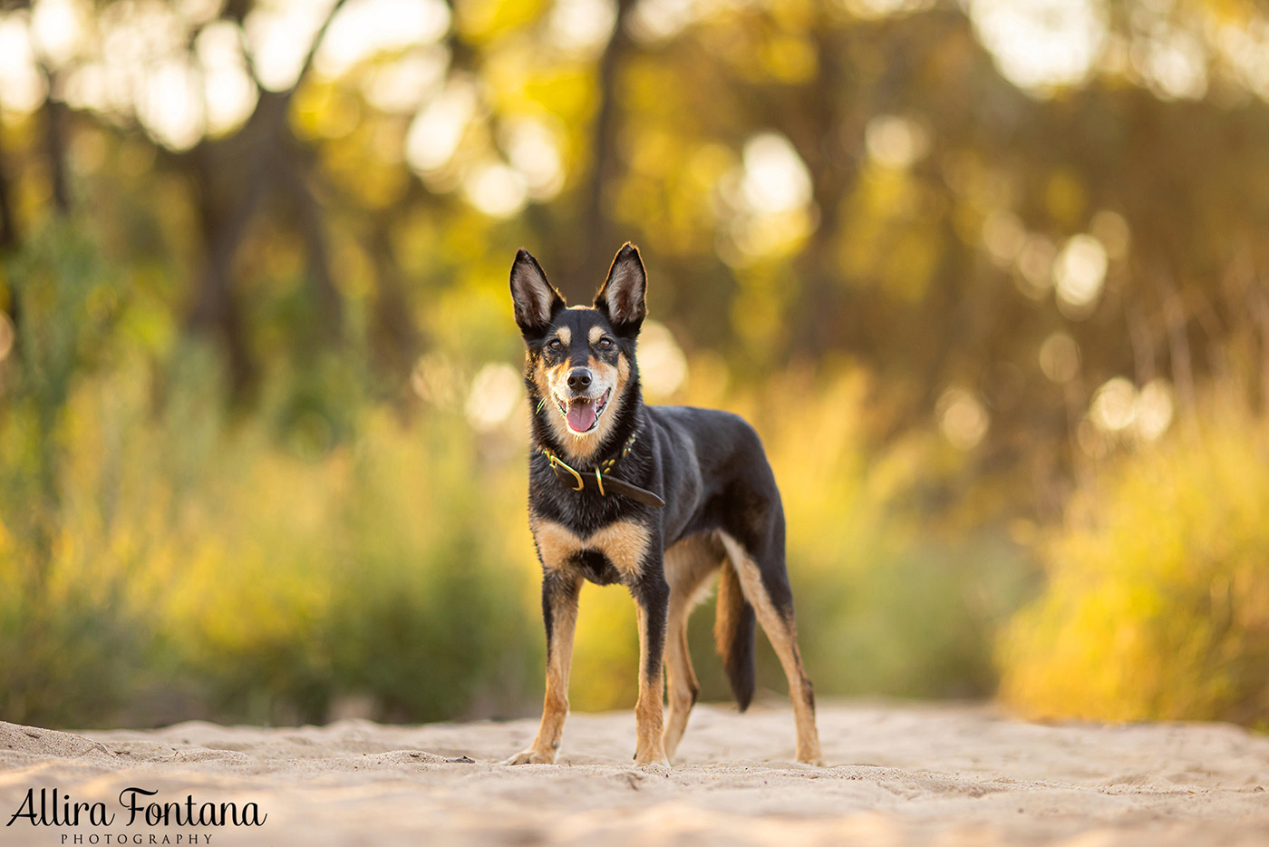Sonic, Blondie and Sandy's photo session from Macquarie Park