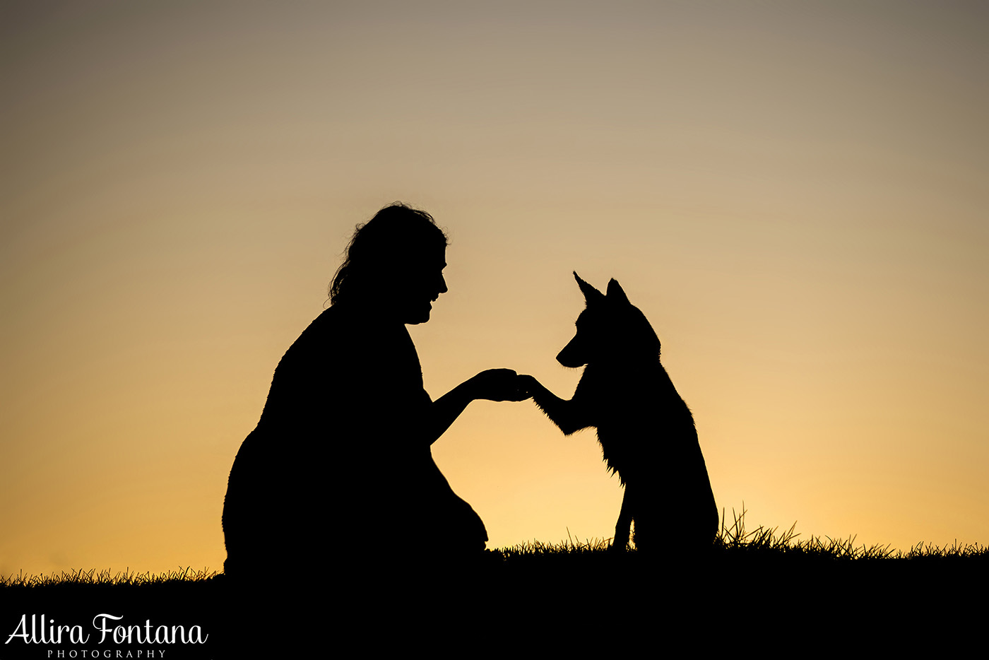 Sonic, Blondie and Sandy's photo session from Macquarie Park