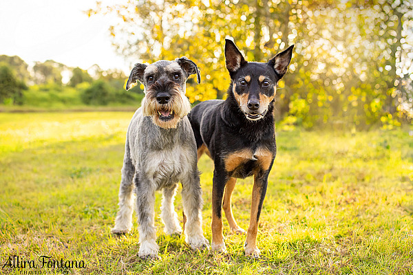 Indy and Sid's photo session at Macquarie Park