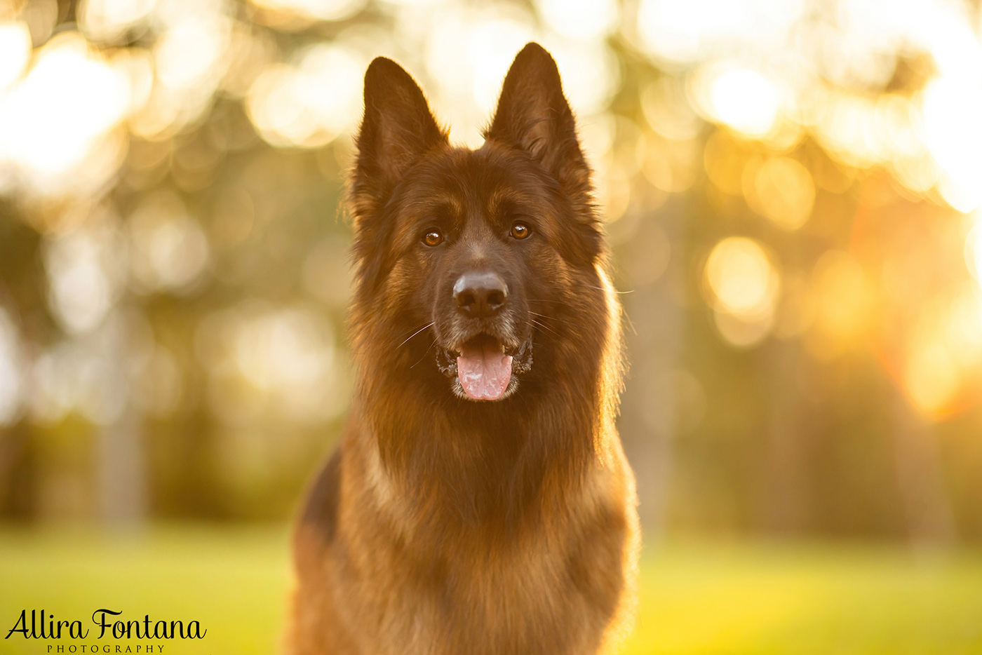 Kylo's photo session at Fagan Park