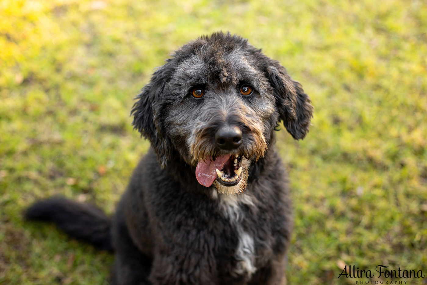 Tux and Trix's photo session at Fagan Park
