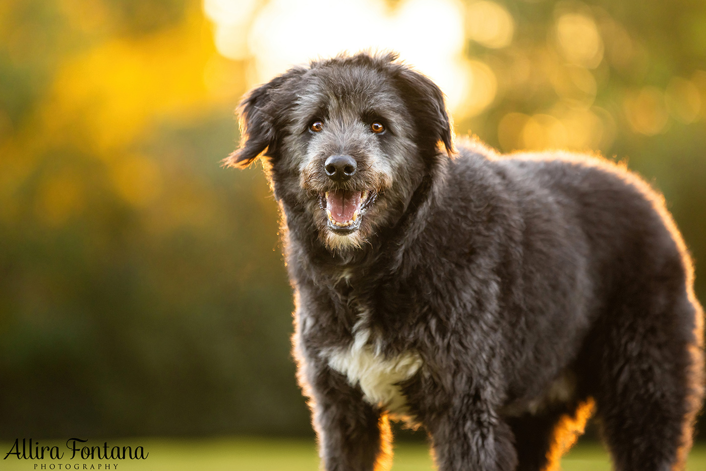 Tux and Trix's photo session at Fagan Park