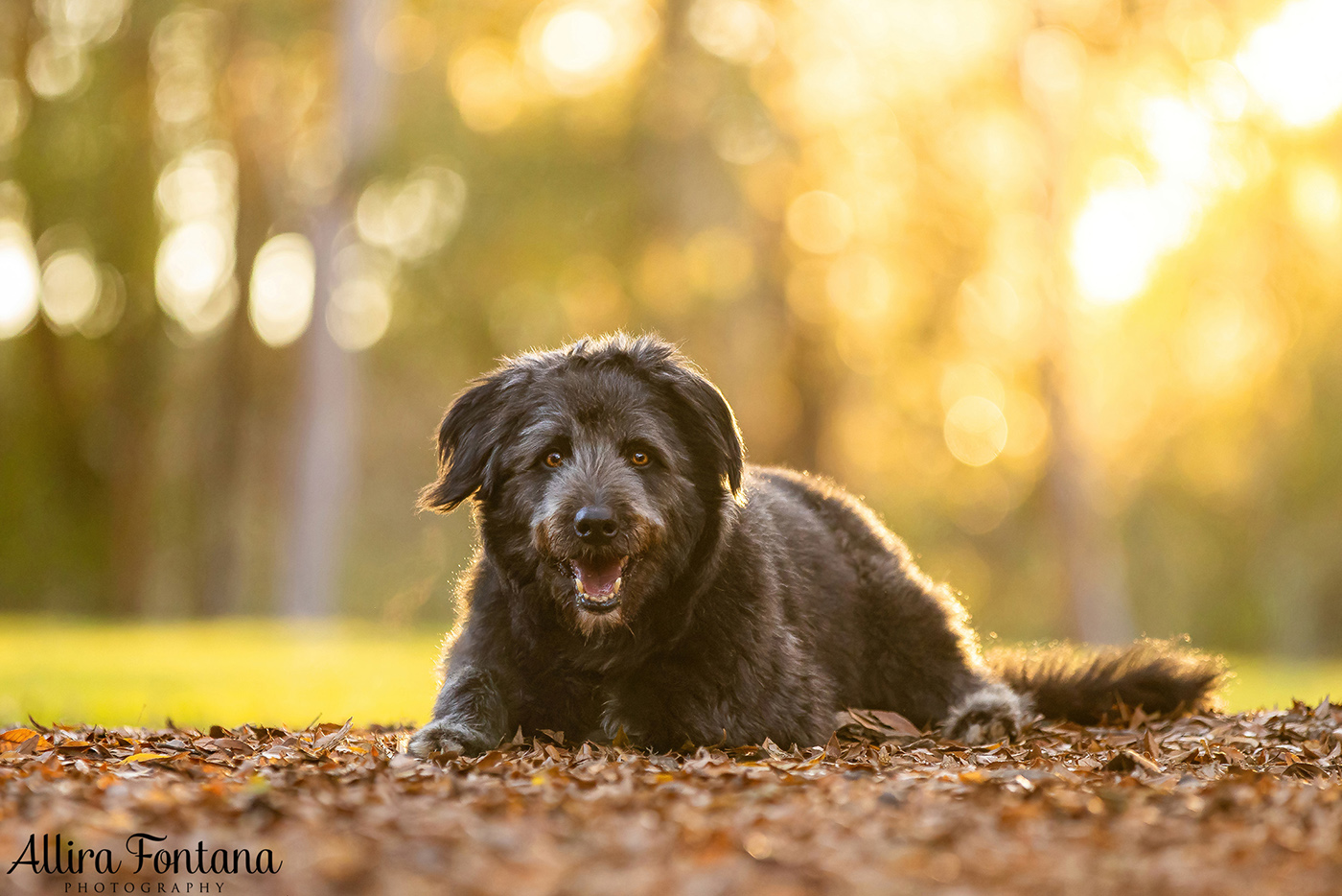 Tux and Trix's photo session at Fagan Park