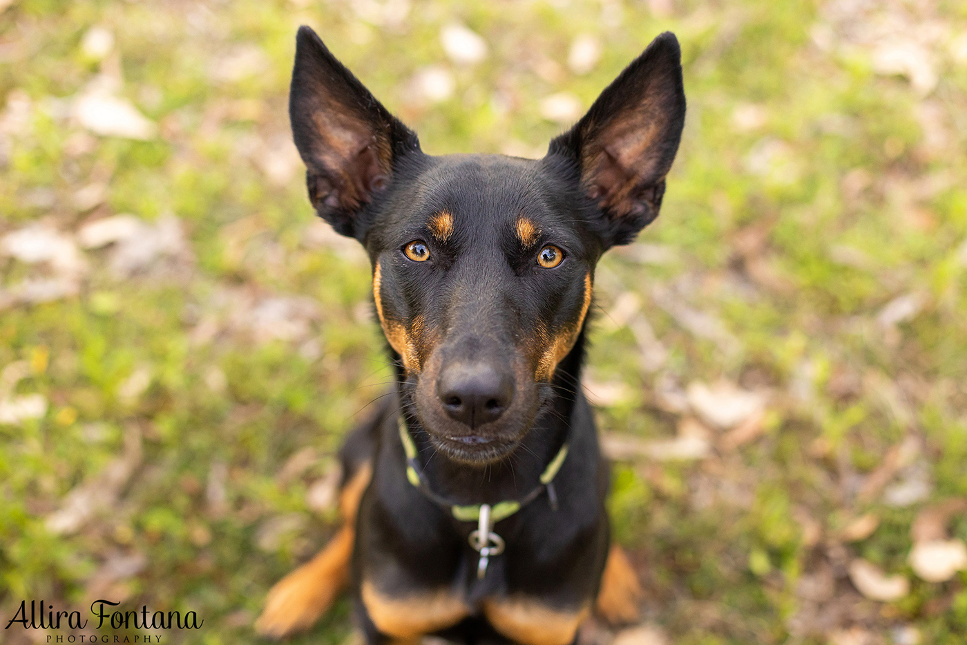 Roux, Cooper and Polly's photo session at home