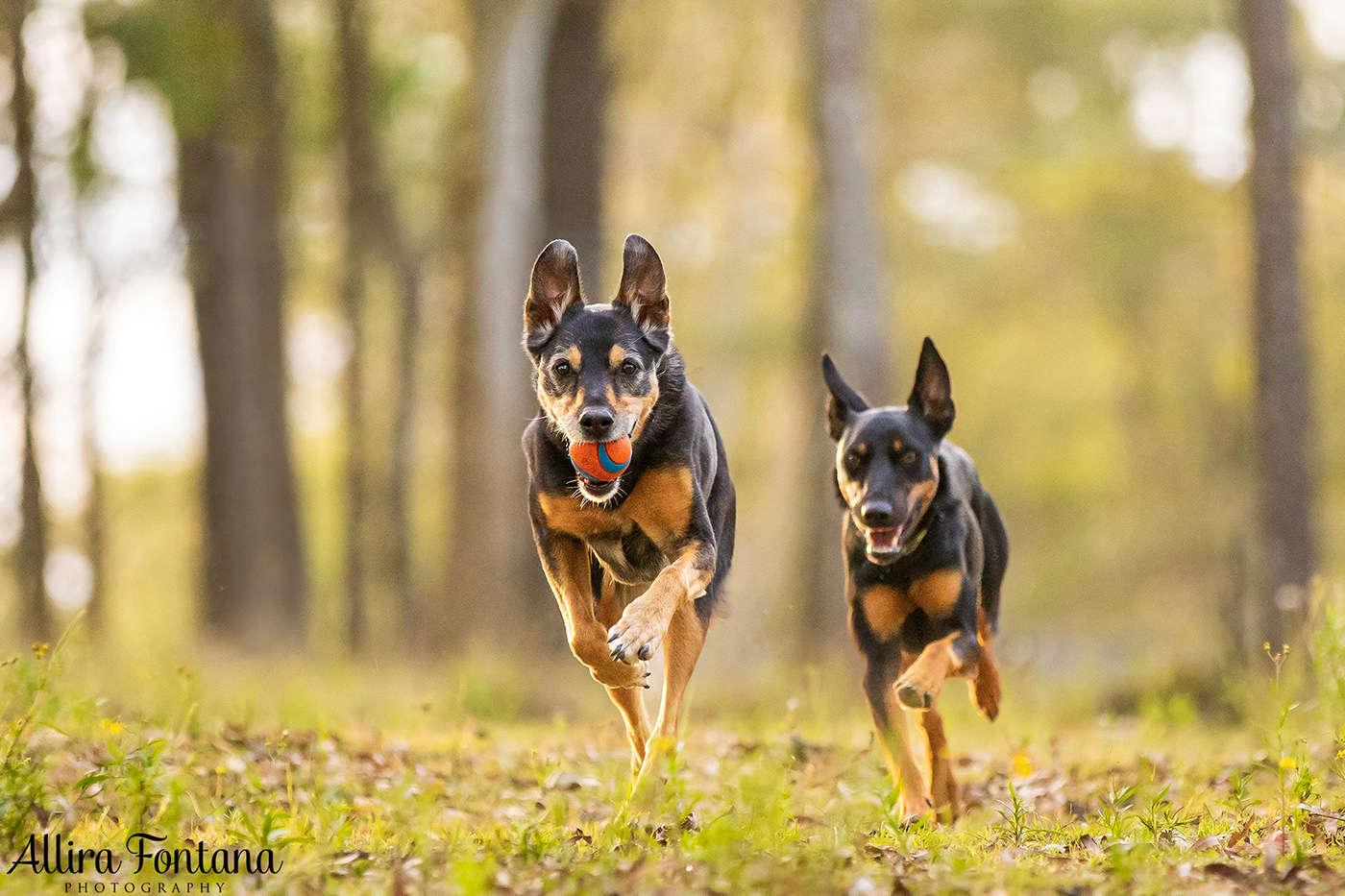 Roux, Cooper and Polly's photo session at home