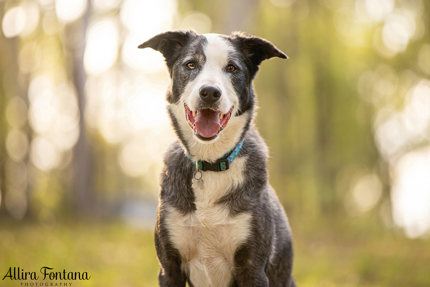 Roux, Cooper and Polly's photo session at home