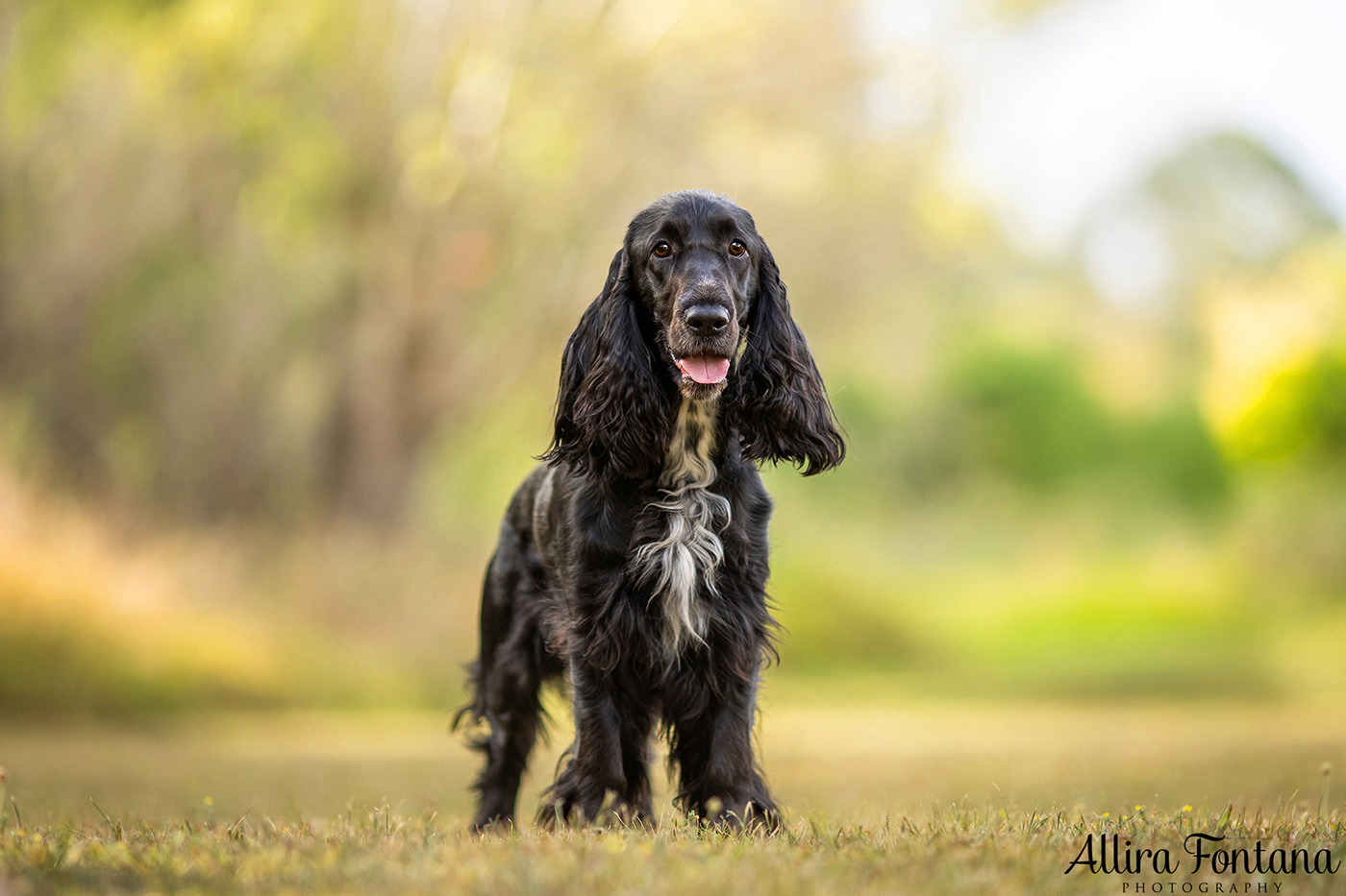 Dawnus Kennels photo session at Rouse Hill Regional Park