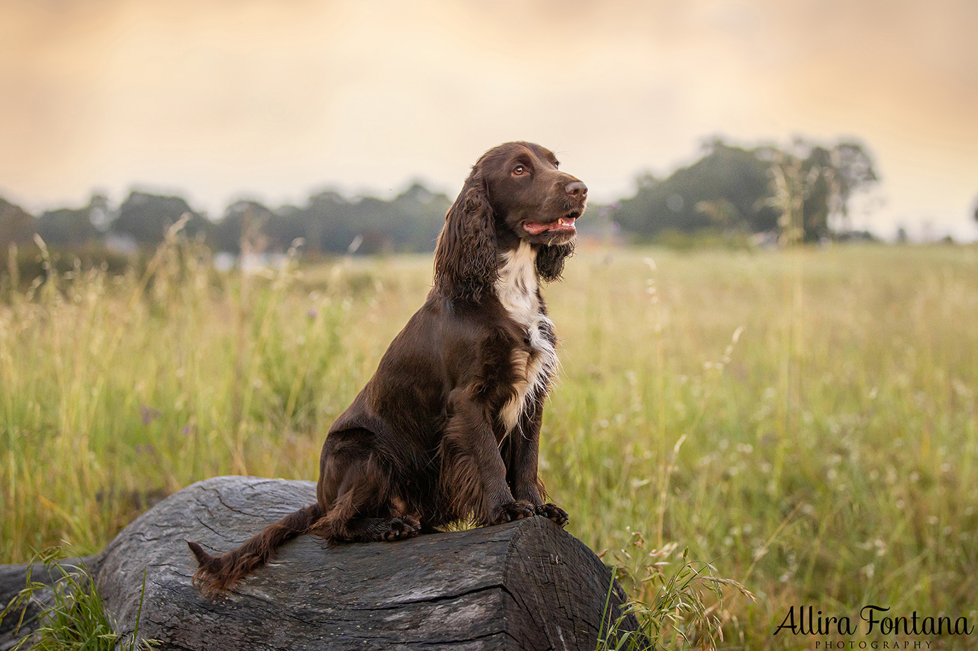 Dawnus Kennels photo session at Rouse Hill Regional Park