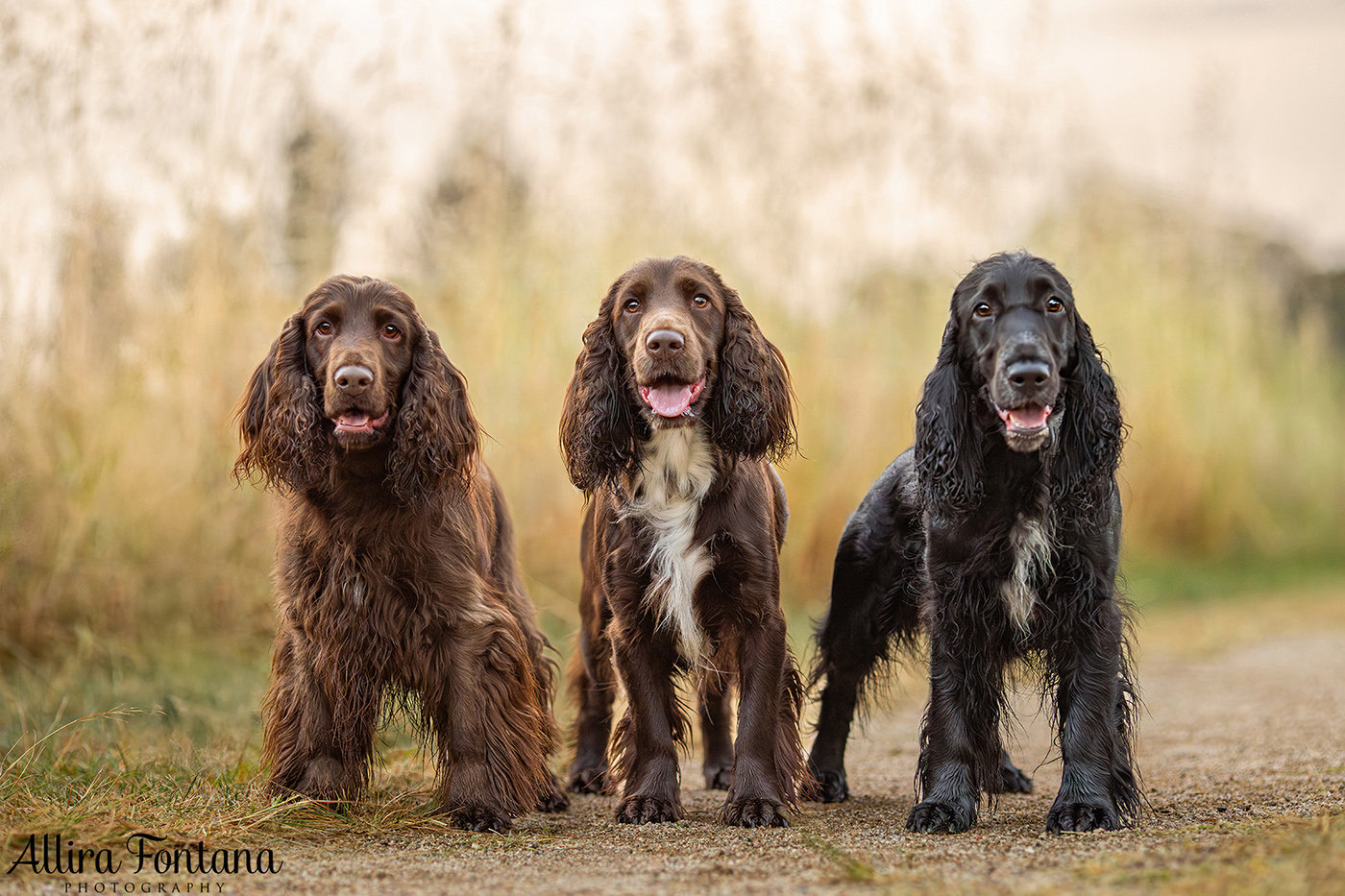 Dawnus Kennels photo session at Rouse Hill Regional Park