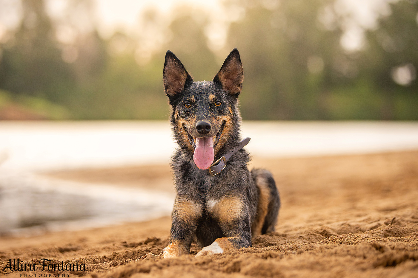 Chayse, Clay and Cubby's photo session at Macquarie Park