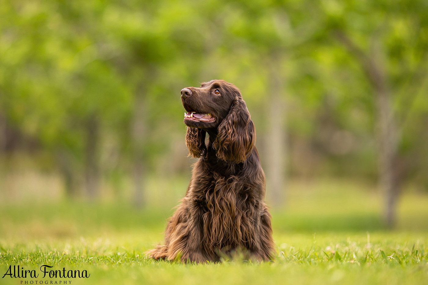 Dawnus Kennels photo session at Rouse Hill Regional Park