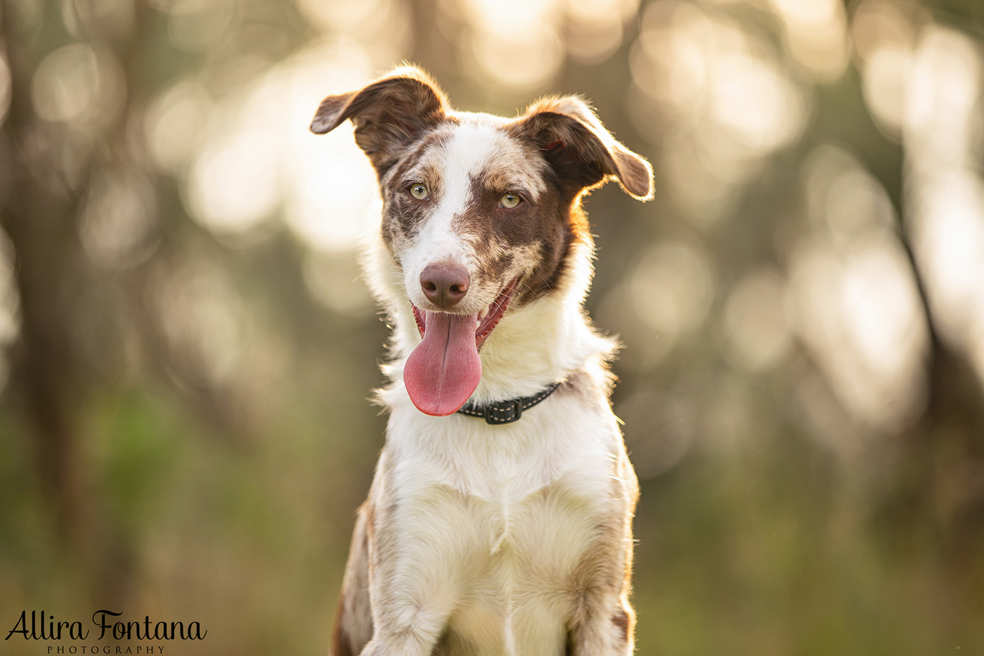 Chayse, Clay and Cubby's photo session at Macquarie Park