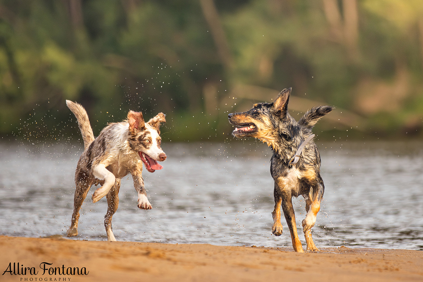 Chayse, Clay and Cubby's photo session at Macquarie Park