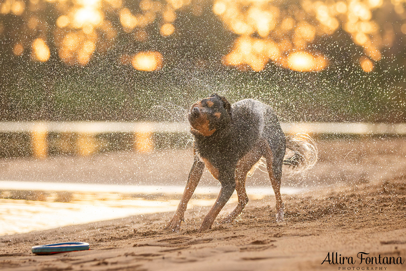 Janina, Ruby and Alfie's photo session at Macquarie Park