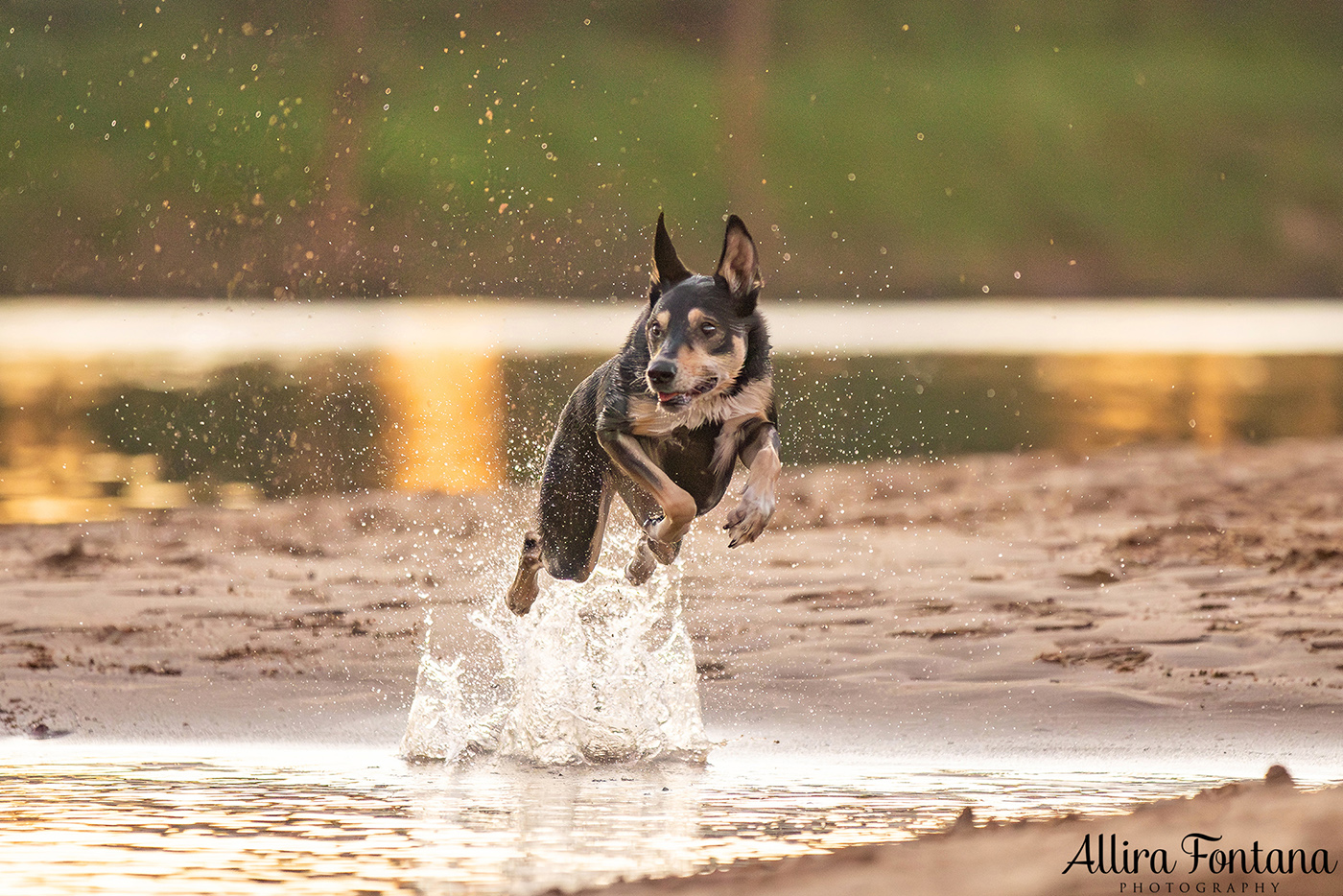 Janina, Ruby and Alfie's photo session at Macquarie Park