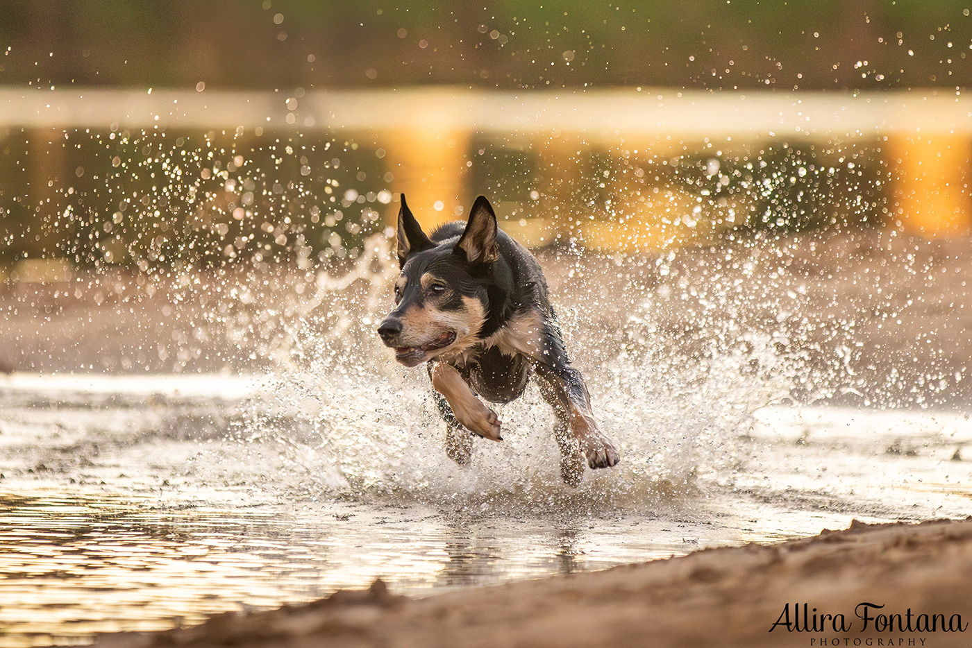 Janina, Ruby and Alfie's photo session at Macquarie Park