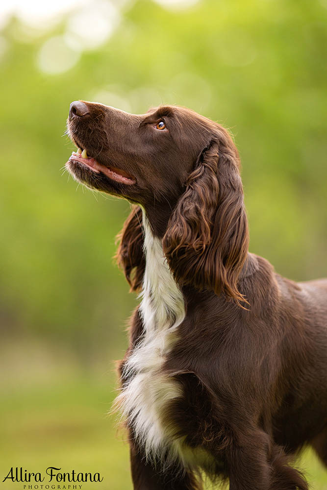 Dawnus Kennels photo session at Rouse Hill Regional Park