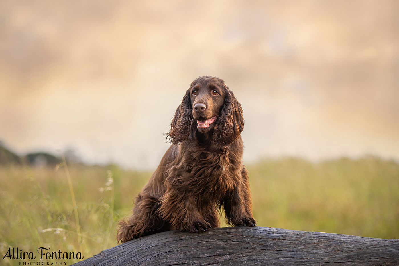 Dawnus Kennels photo session at Rouse Hill Regional Park