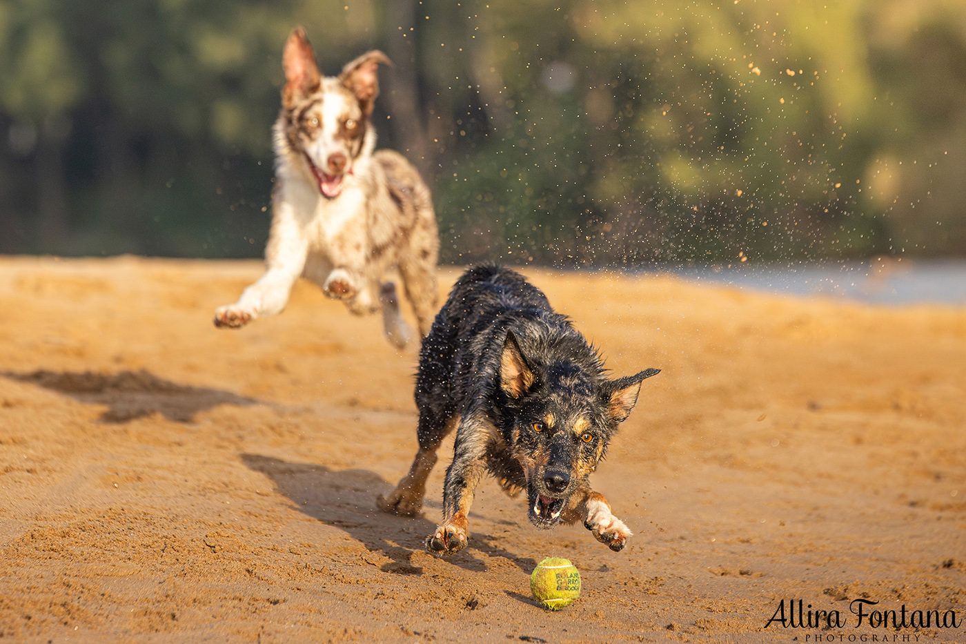 Chayse, Clay and Cubby's photo session at Macquarie Park