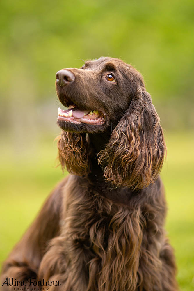 Dawnus Kennels photo session at Rouse Hill Regional Park