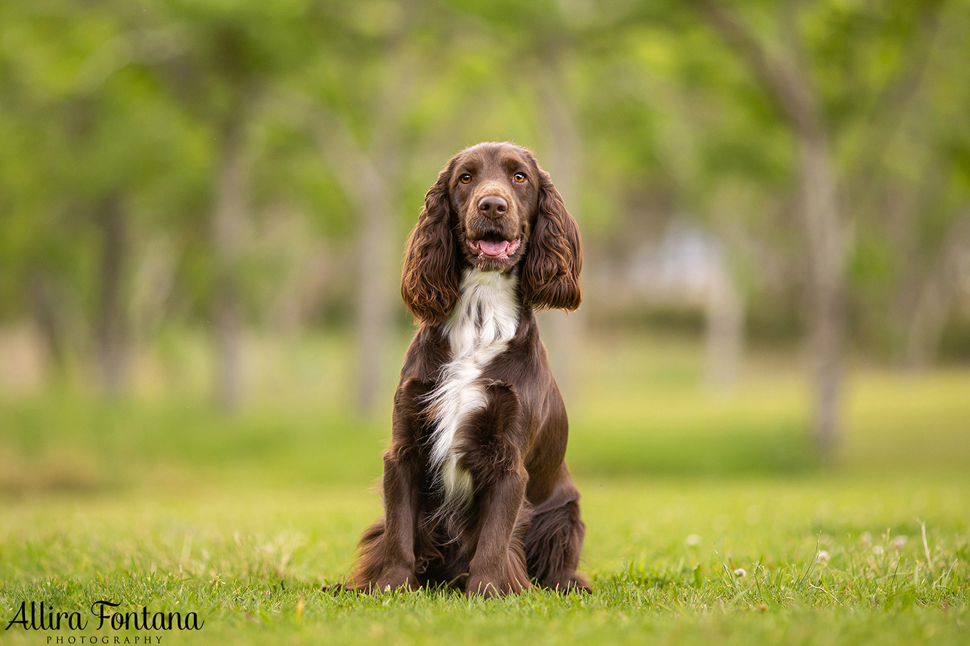 Dawnus Kennels photo session at Rouse Hill Regional Park