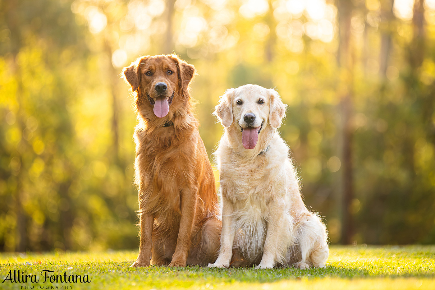 Summer, Wattle and Kai's session at Castle Hill Heritage Park