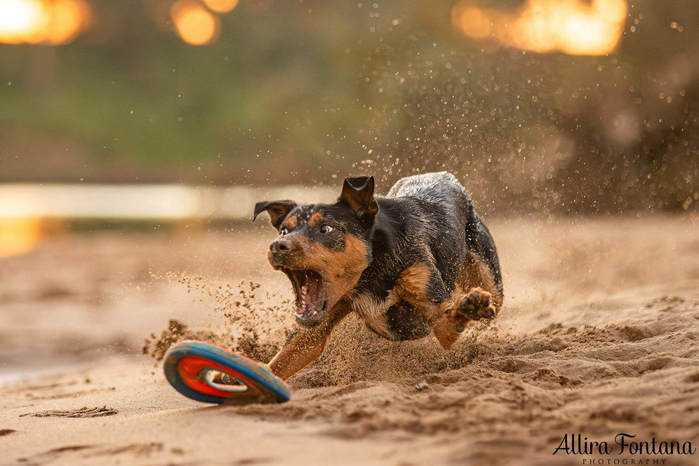 Janina, Ruby and Alfie's photo session at Macquarie Park
