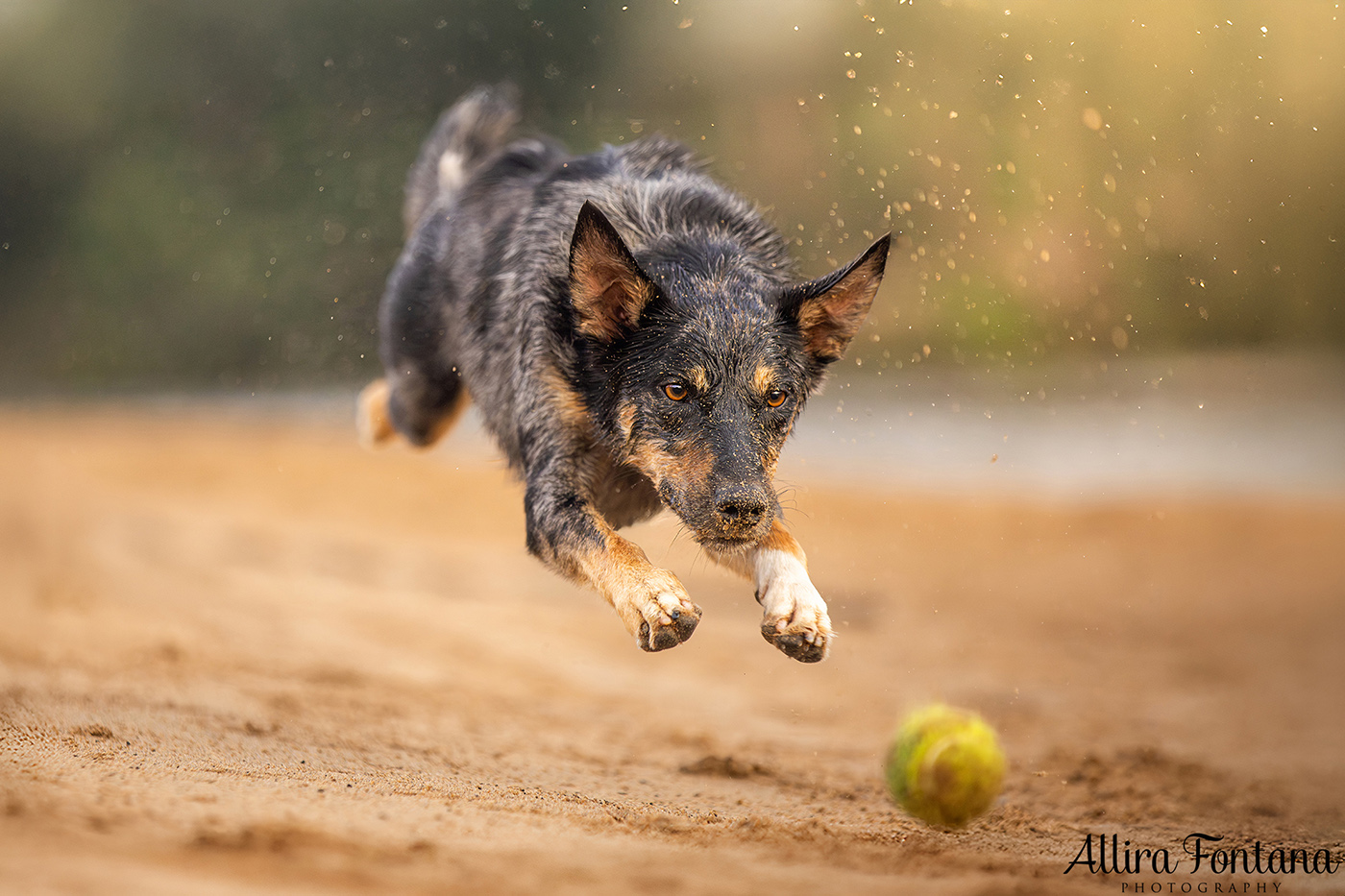 Chayse, Clay and Cubby's photo session at Macquarie Park