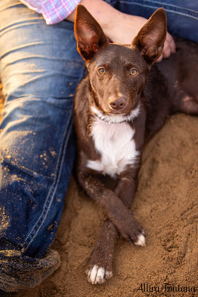 Chayse, Clay and Cubby's photo session at Macquarie Park