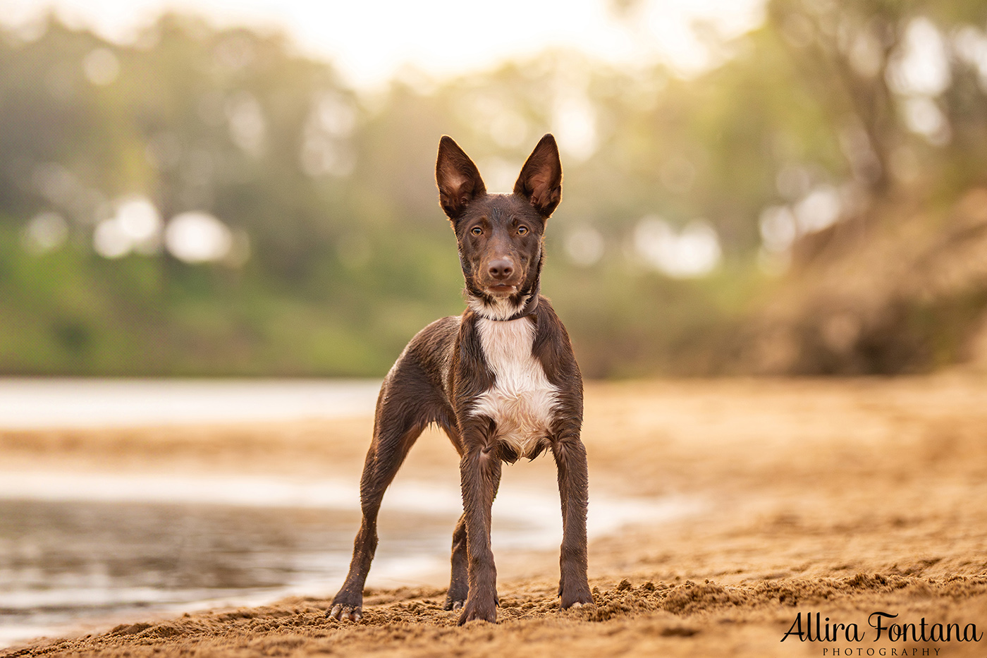 Chayse, Clay and Cubby's photo session at Macquarie Park