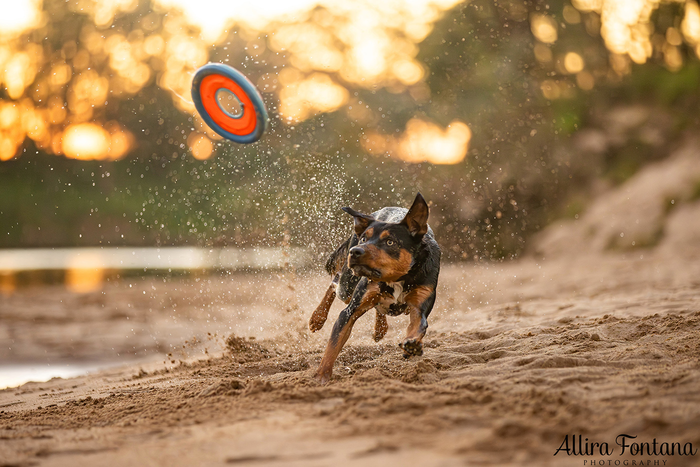 Janina, Ruby and Alfie's photo session at Macquarie Park